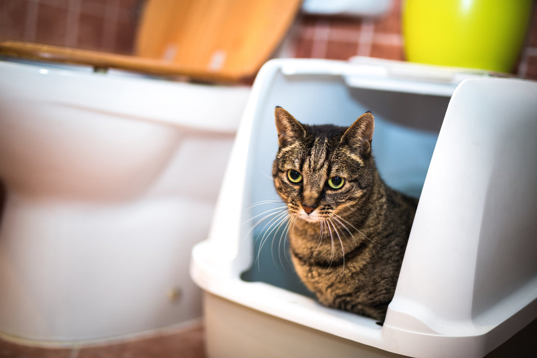 This Urinary Condition Can Be Deadly for Male Cats