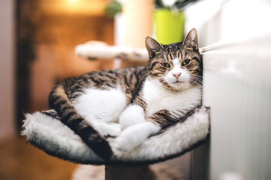 How Long Does a Cat Stay in Heat?