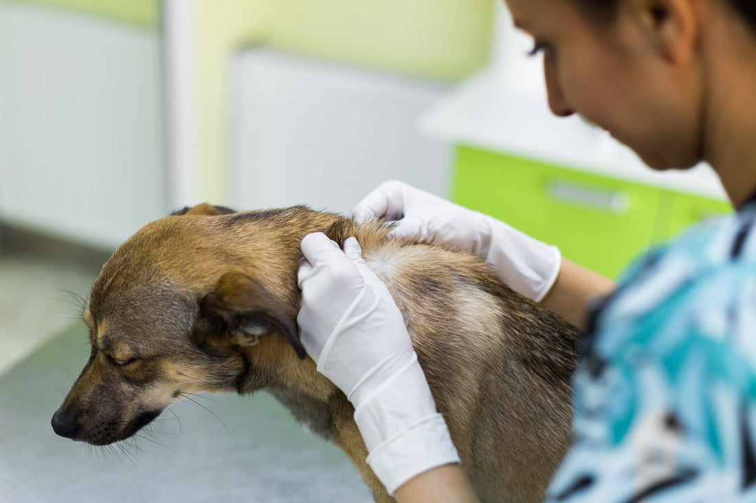 What a Lump on Your Dog's Skin Can Mean