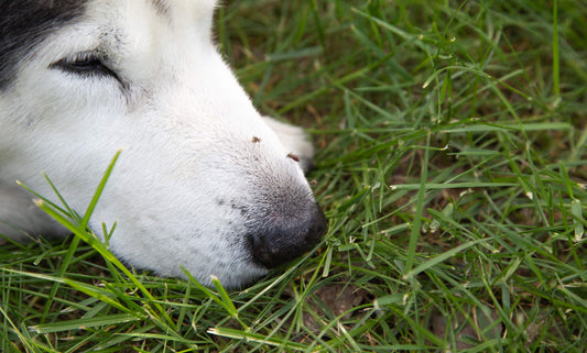 The Dangers Mosquitoes Pose to Pets