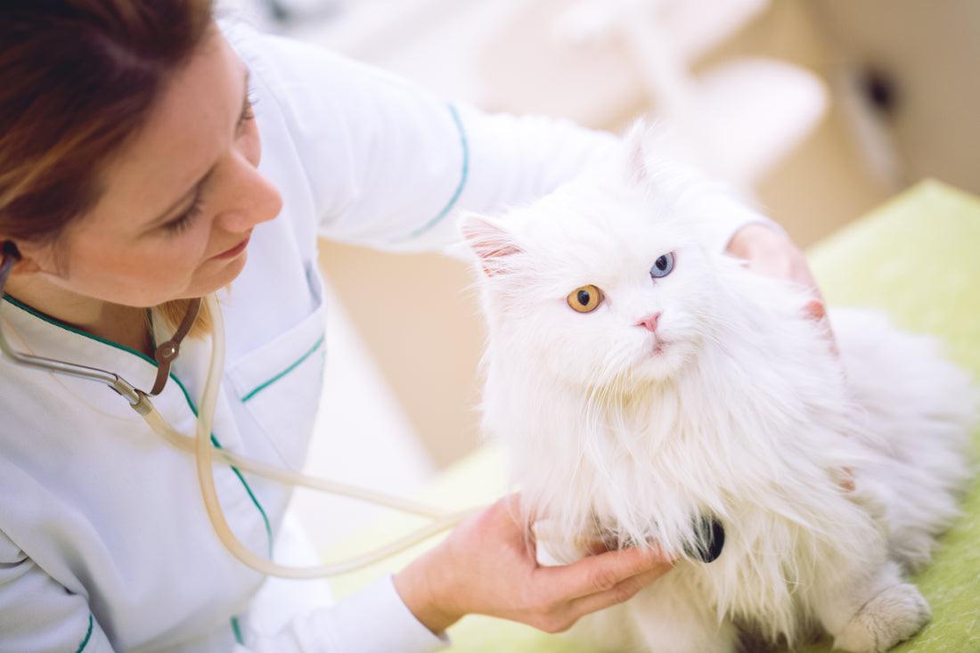 Everything You Ever Wanted to Know About Cat Cancer