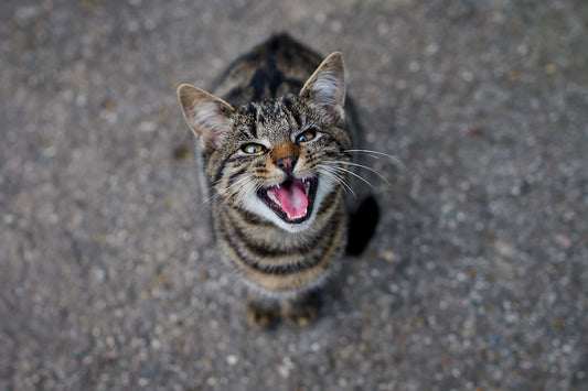Caring for Your Wound Up Cat When It's in Heat