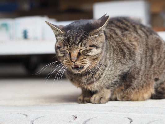 Your Wheezing Kitty Requires Treatment for Asthma or Allergies