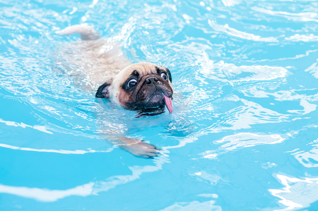 Is Chlorine Bad for My Dog's Skin?