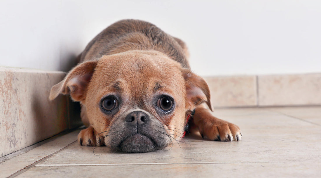 What Stress & Anxiety Can Do to Your Pup's Health