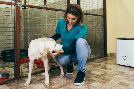 Protect Your Dog from These Harmful Kennel Illnesses