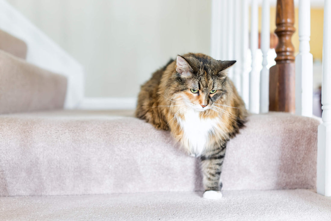 8 Lesser-Known Signs of Arthritis in Cats