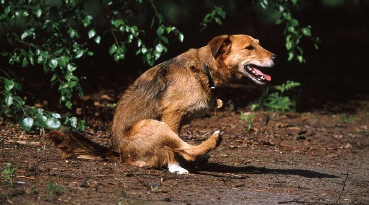 Natural Remedies for Itchy Bums in Dogs