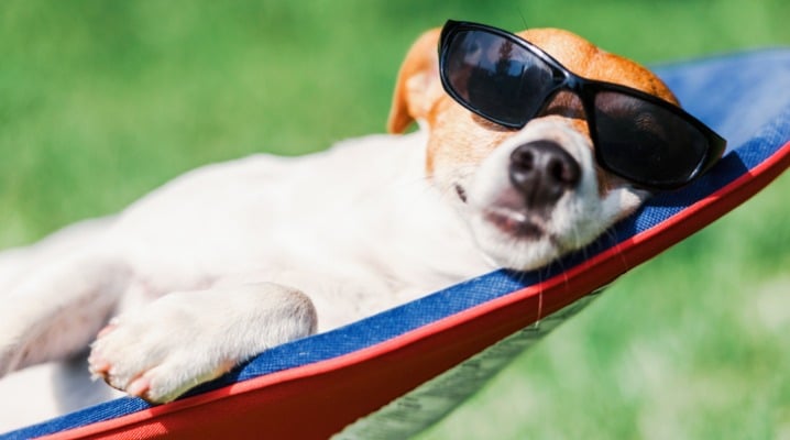 Keep Your Dog Cool as Temperatures Rise