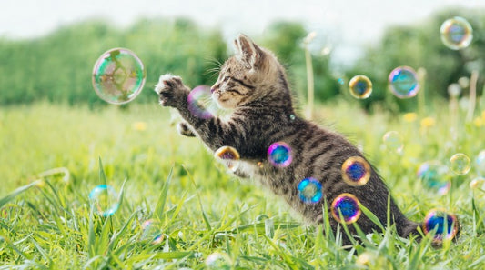 Managing Your Kitten's Excited Behavior While Keeping It Safe