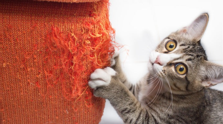 Tips on How to Deal With Destructive Scratching from Your Cat