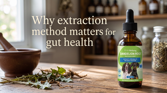 From Root to Bottle: Why How Dandelion Root Is Extracted Matters as Much as the Herb Itself for Pets