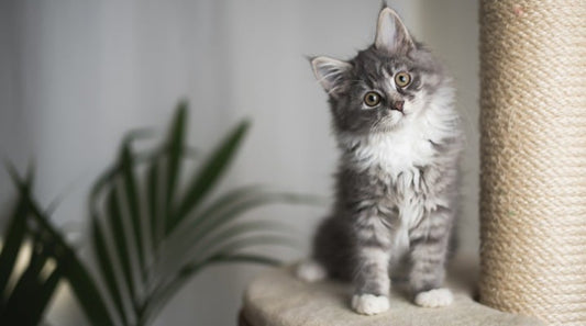 Must-Haves and Tips for Adopting A New Cat