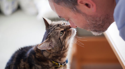 Why You Need to Watch Out For Abrupt Changes to Your Cat's Behavior