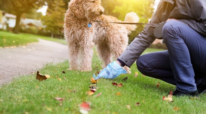 Natural Ways to Alleviate Diarrhea in Dogs