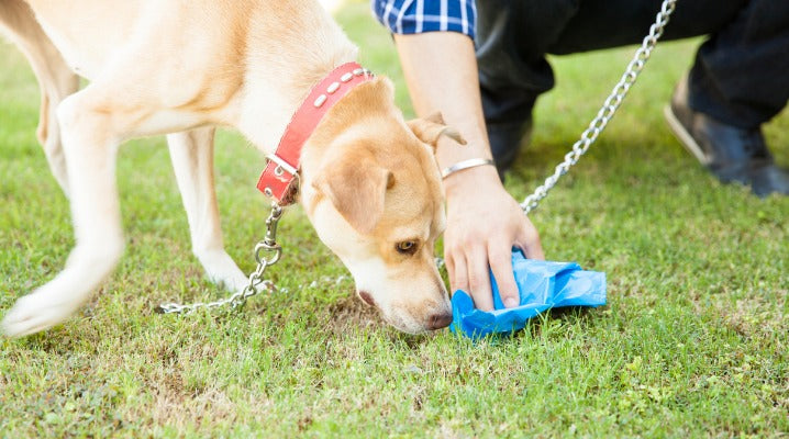 What Can You Learn About Your Dog's Health Just From its Poop?