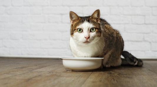 Manual vs. Free Choice Feeding for Your Cat