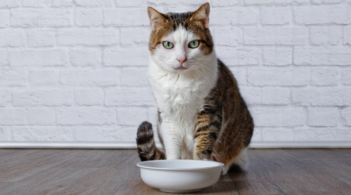 Why Is My Cat Refusing to Eat?