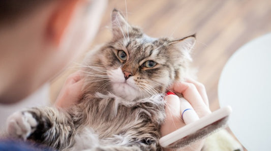 Hairballs: Hazardous or Harmful for Your Cat?