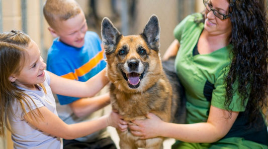 Bringing Home a New Dog? Here’s What You Should Know