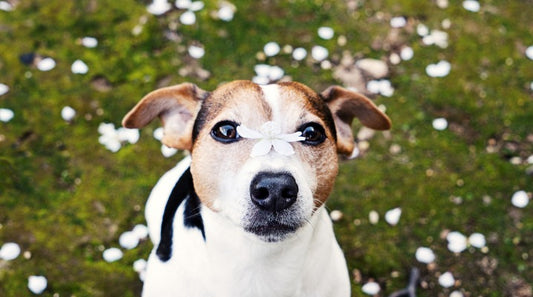 Not All Allergies Affect Your Pets the Same