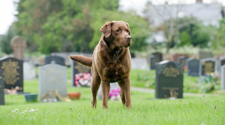 Deceased Pets Are Now Being Honored With Full Funeral Services