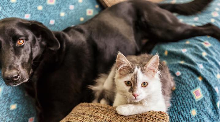 Pet Immunology 101: Why pH Balance is vital for Pet's Wellbeing