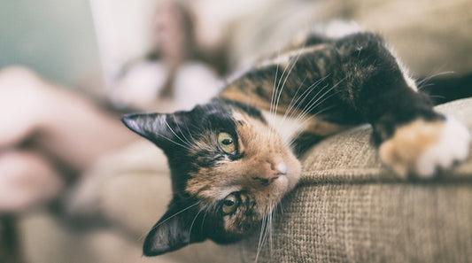 17-year-old cat lives happily ever after when being diagnosed with cat hyperthyroidism and kidney disease