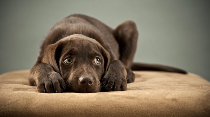 7 Behavioral Changes That Might Indicate Your Dog is Sick