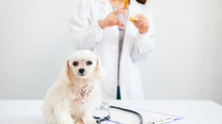 Helping Your Dog Manage its Diabetes