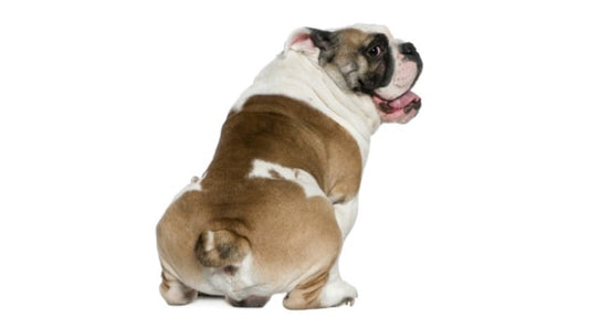 Phew! Your Dog's Stinky Gas Could Mean Something More Serious
