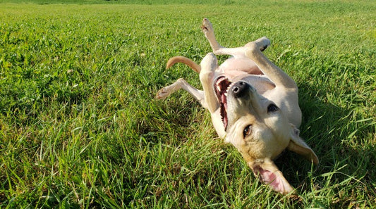 Why Do Dogs Roll Around in Gross Stuff?
