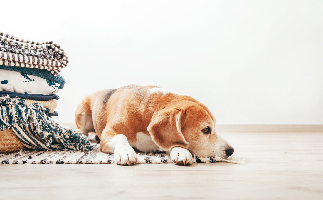 This is What Your Pets Need When You're Going Through a Breakup