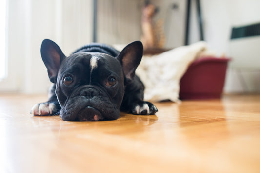 Is Your Whiny Dog Just Seeking Attention or Is it Something More?