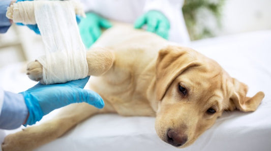 Common Reasons Your Dog Might be Limping