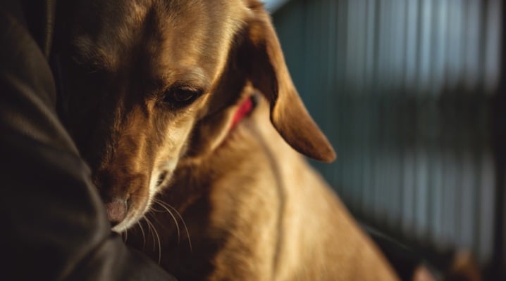 Are Your Other Pets Grieving a Recently Lost Pet, Too?