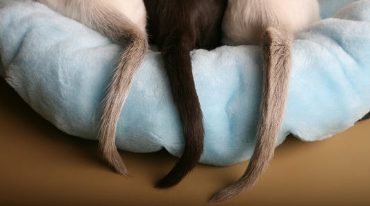 I Think My Cat's Tail Is Broken! What Should I Do?