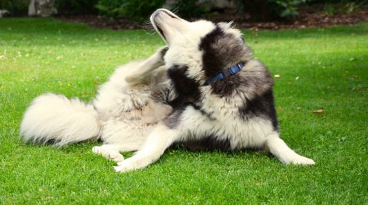 Why is My Dog Constantly Itching His Ears?