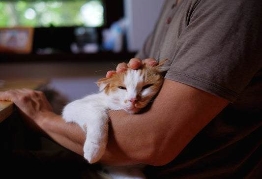 How a Fever Can Be Responsible for Your Cat's Strange Behavior
