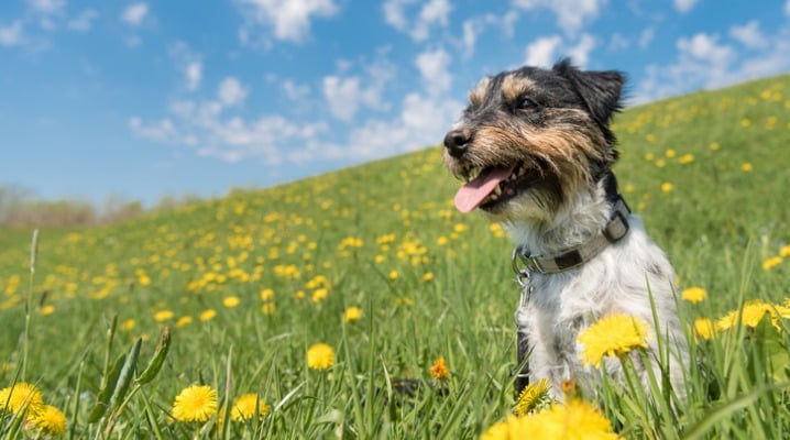 What to Do When Springtime Blooms Make Your Dog's Allergies Go Haywire