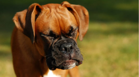 Sneezing, Yawning, and Other Signs That It's Just a Game