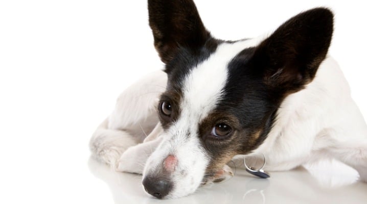 Ringworm: The Contagious Infection You Don't Want Your Dog to Catch