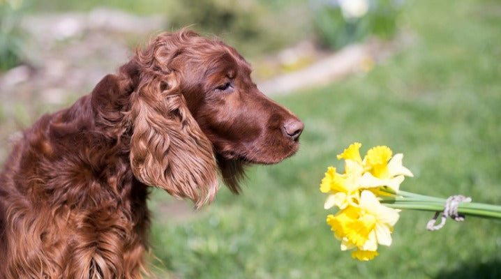 6 Signs That Your Pets are Suffering from Springtime Allergies
