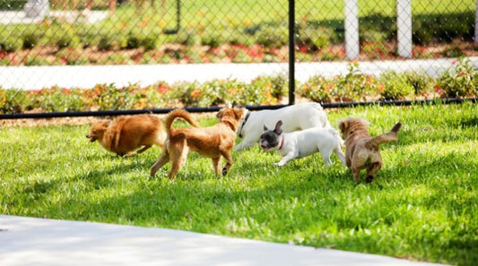Play Nice! Introducing Your Dog to the Dog Park for the First Time