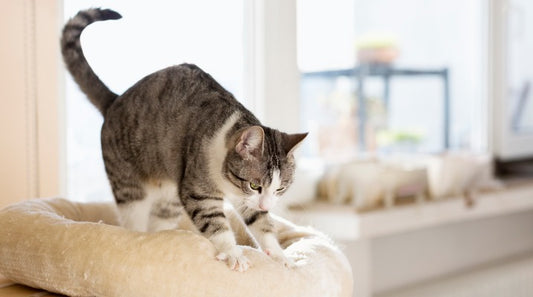 Why Does My Cat Knead?