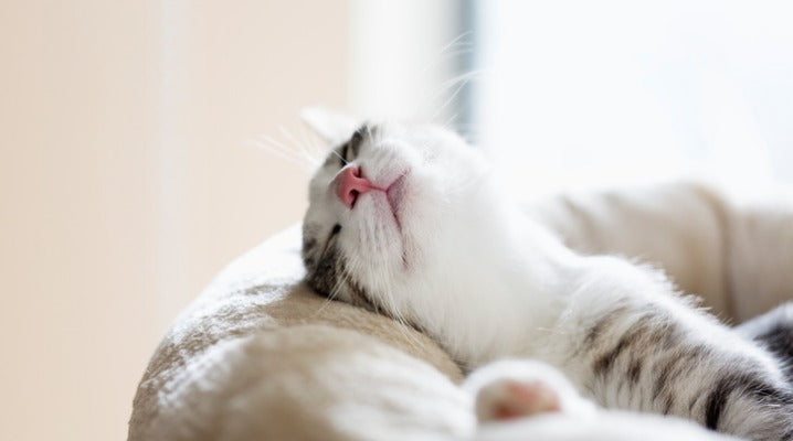 All About Your Cat’s Sleeping, Snoozing, and Dreaming