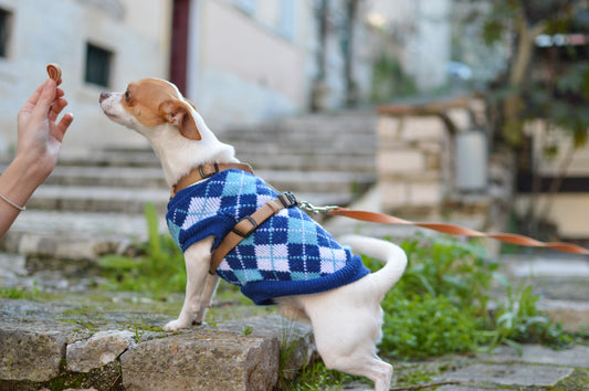 Are Treats Ruining Your Dog's Diet?