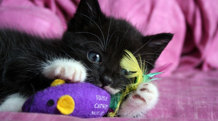 What Is it About Catnip that Makes Cats Crazy?