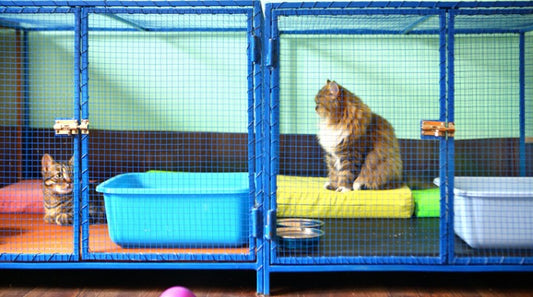 Steps to Take Before Boarding Your Cat