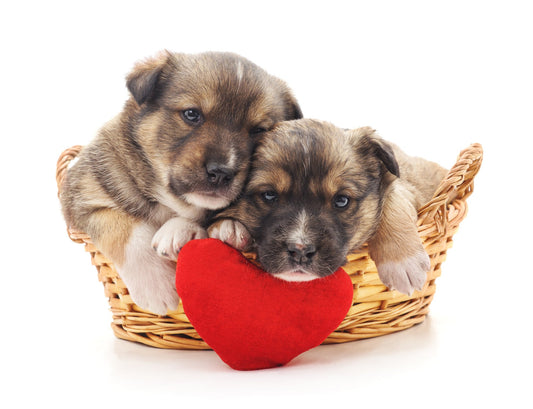 Splitting Pets Up During a Divorce? Here's What You Need to Consider